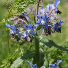 Borage Flower Premium Floral seeds