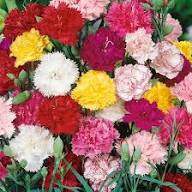 Mixed Dianthus Caryophyllus Flower Exotic Flowering Plants Backyard Garden Beauty for Planting Heirloom Non GMO Seeds