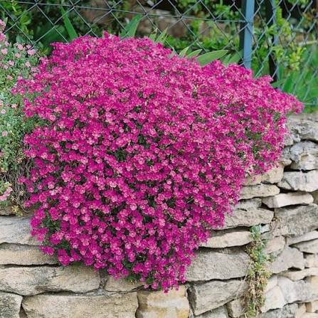Mixed Cress Flower Seeds