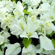 Yellow Bougainvillea Flower Seeds - Heirloom, Non-GMO, High Germination Flower Seeds for Planting
