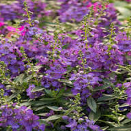 Purple Angelonia Flower Seeds