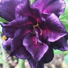 Purple White Adenium Desert Rose Fresh