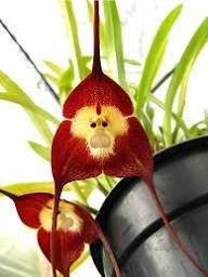 Dracula Simia Flower