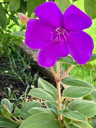 Purple Tibouchina Flower Seeds
