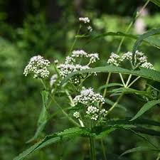 White Eupatorium Perfoliatum Flower Seeds - Heirloom Non GMO High Germination Flower Seeds for Home Garden Planting