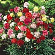 Mixed Carnations Flower Seeds for Planting Heirloom Non - Heirloom Non GMO High Germination Flower Seeds for Organic Hom