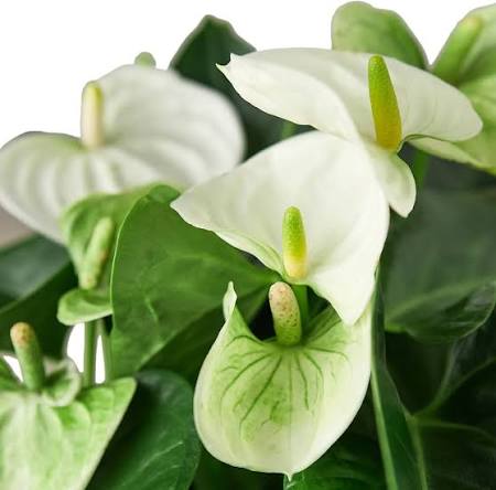 White Anthurium Flower Seeds