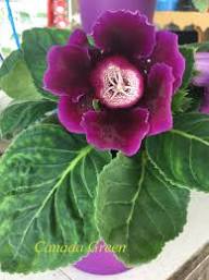 Marron Gloxinia Flower Seeds