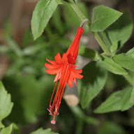 Epilobium Canum Trumpet Seeds - Heirloom Non GMO High Germination Garden Seeds for Planting