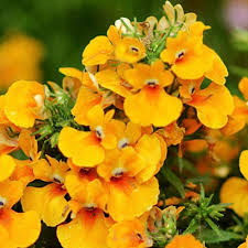Yellow Nemesia Flower