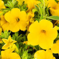 Yellow Calibrachoa Flower Seeds