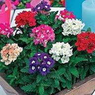 Verbena hybrida Flower Seeds