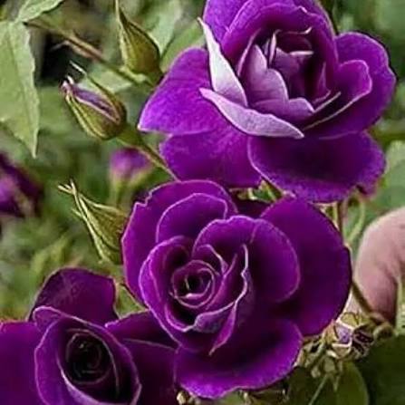 Purple Climbing Rose Flower Seeds