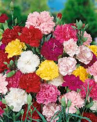 Mixed Carnation Flower Seeds for Planting Heirloom Non-GMO High Germination Organic Garden Seeds Rare Blooming Plants -