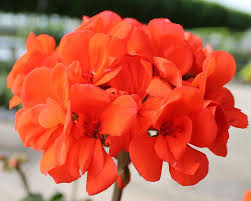 Orange Pelargonium for Planting Heirloom Non-GMO High Germination Organic Garden Exotic Flowering Plants Flower Seeds