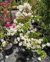 Purple Bougainvillea Flower Seeds - Heirloom, Non-GMO, High Germination Flower Seeds for Planting