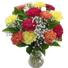 Mixed Carnation Flower Seeds for Planting Heirloom Non-GMO High Germination Organic Garden Seeds Rare Blooming Plants -
