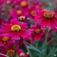 Pink Coreopsis Flower Seeds - Heirloom Non GMO Garden Seeds for Planting, High Germination Quality