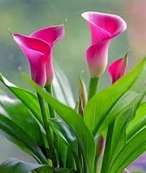 Pink Calla Lily Flower Seeds