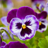 Marron Pansy Flower Seeds