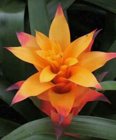 Orange Bromeliad Flower Seeds