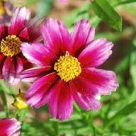 Pink Coreopsis Flower Seeds