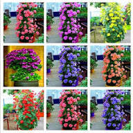 Mixed Climbing Geranium Flower Seeds – Heirloom, Non-GMO, High Germination Seeds - Heirloom Non GMO High Germination