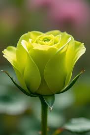 Green Rose Flower Seeds for Planting Heirloom Non-GMO High Germination Organic Garden Seeds Colorful Blooms - Heirloom