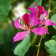 Pink Bauhinia Flower Flower Seeds - Heirloom Non GMO High Germination Organic Garden Planting Seeds