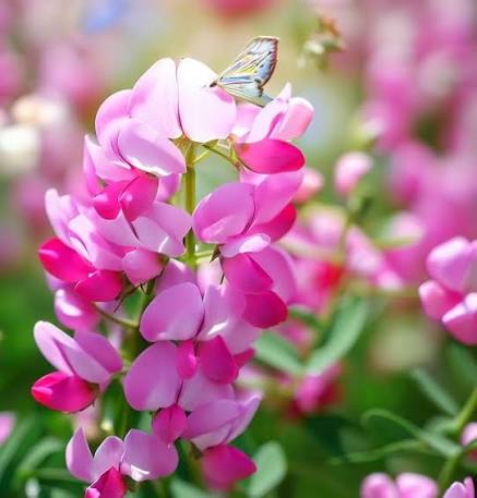 Hedysarum boreale Flower
