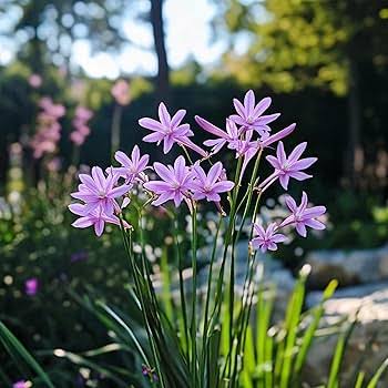 Tulbaghia Flower Seeds