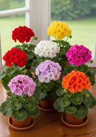 Mixed Climbing Geranium Flower Seeds – Heirloom, Non-GMO, High Germination Seeds - Heirloom Non GMO High Germination
