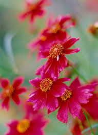 Pink Coreopsis Flower Seeds - Heirloom Non GMO Garden Seeds for Planting, High Germination Quality