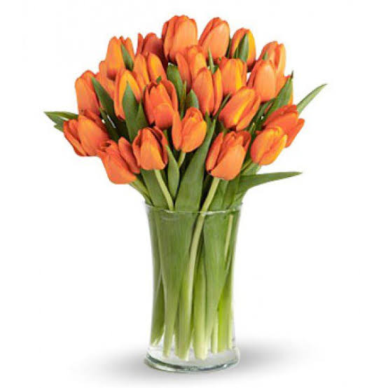 Orange Tulip Flower Seeds