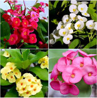 Mixed Crown Thorn Flower Seeds