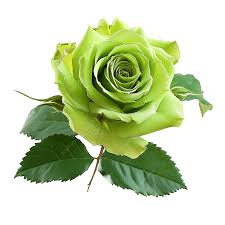 Green Rose Flower Seeds