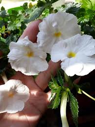 White Achimenes Flower Seeds