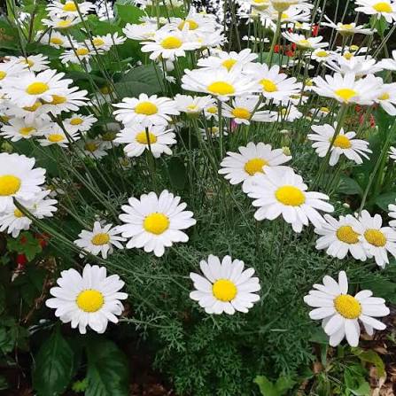 Pyrethrum Daisy Flower Seeds