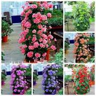 Mixed Climbing Geranium Flower Seeds – Heirloom, Non-GMO, High Germination Seeds - Heirloom Non GMO High Germination
