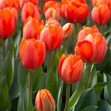 Orange Tulip Flower Seeds for - Heirloom Non GMO Premium Garden Seeds for Planting, High Germination Outdoor Plants
