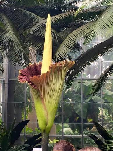 Purple Corpse Flower Seeds