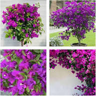 Pink Bougainvillea Flower Seeds - Heirloom, Non-GMO, High Germination Flower Seeds for Planting