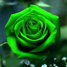 Green Rose Flower Seeds