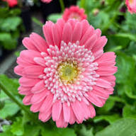 Pink Daisy Flower Seeds