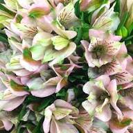 Pink Light Alstroemeria Flower Seeds Exotic Flowering Plants for Backyard - Heirloom Non GMO Premium Garden Seeds for Pl