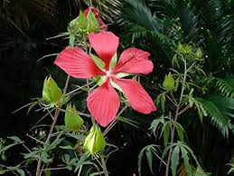 RED HIBISCUS COCCINEUS Flower Seeds