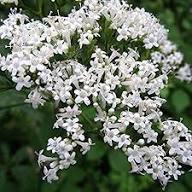 Valerian Flower Rare Blooming Plants for Planting Heirloom Non-GMO High Germination Organic Garden for Balcony and Pa