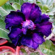 Purple Peakfha Desert Rose