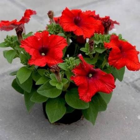 Red Petunia Flower Seeds
