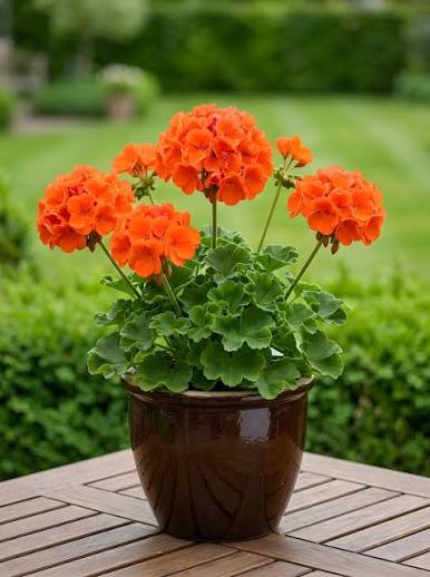 Orange Tulip Geranium Flower Seeds